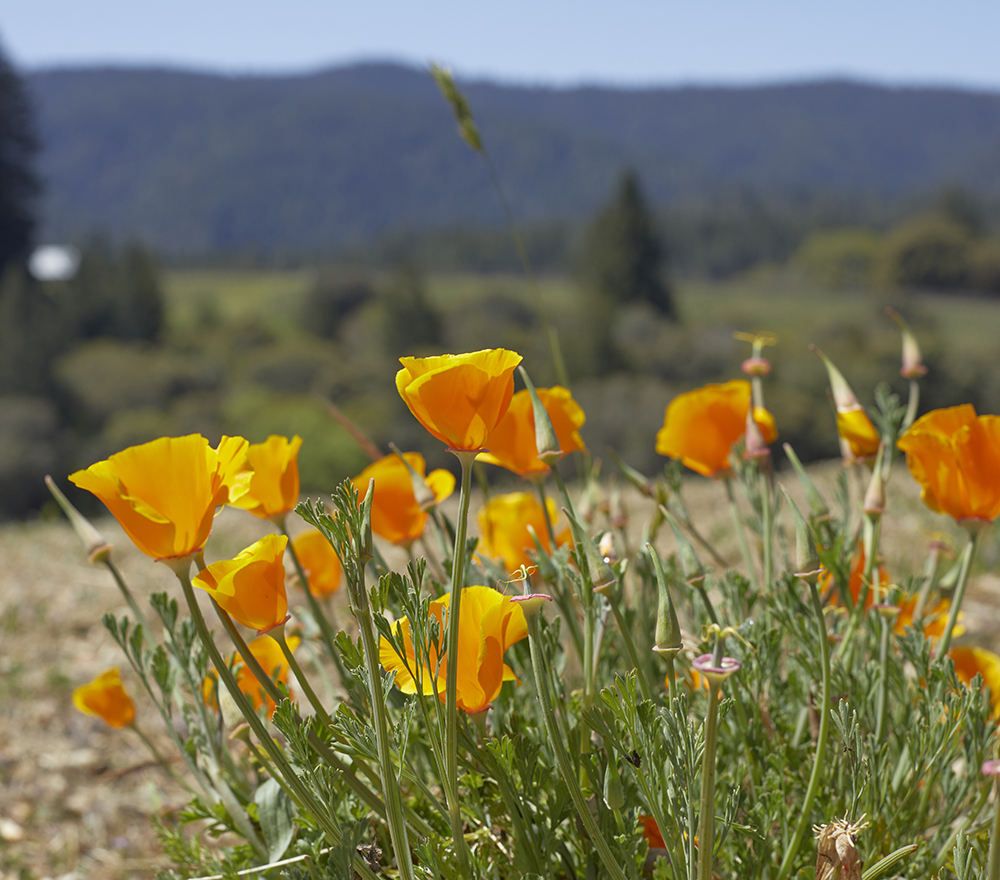 Poppies in the foreground with Anderson Valley landscape in the background.