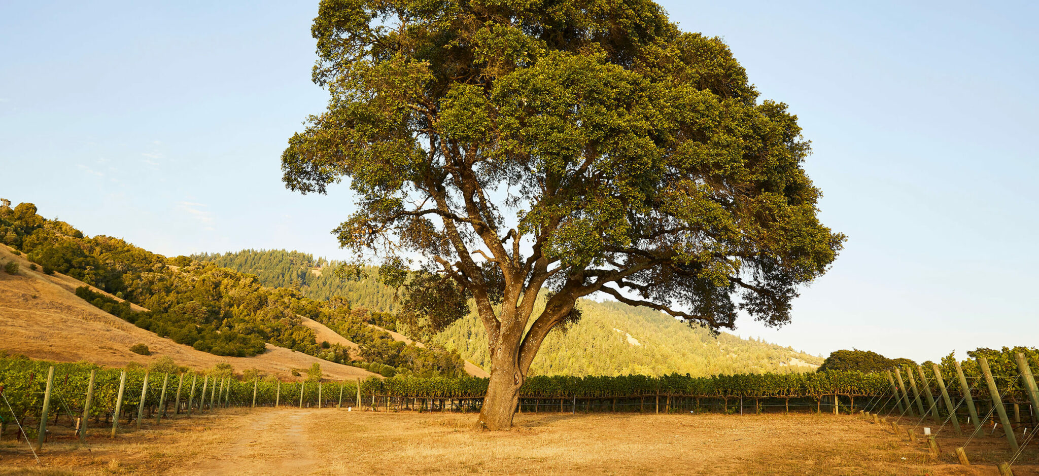 Large oak tree in vineyard.