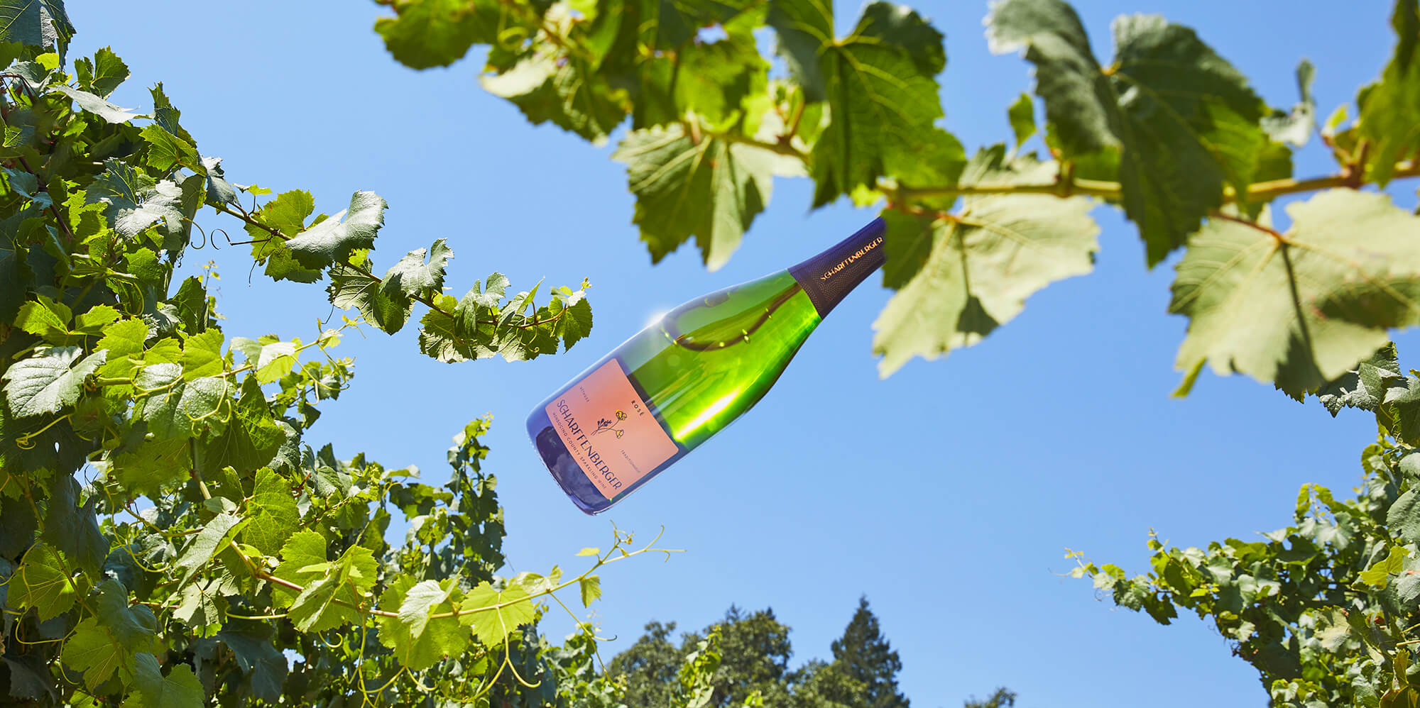 Wine bottle in the sun amongst vines