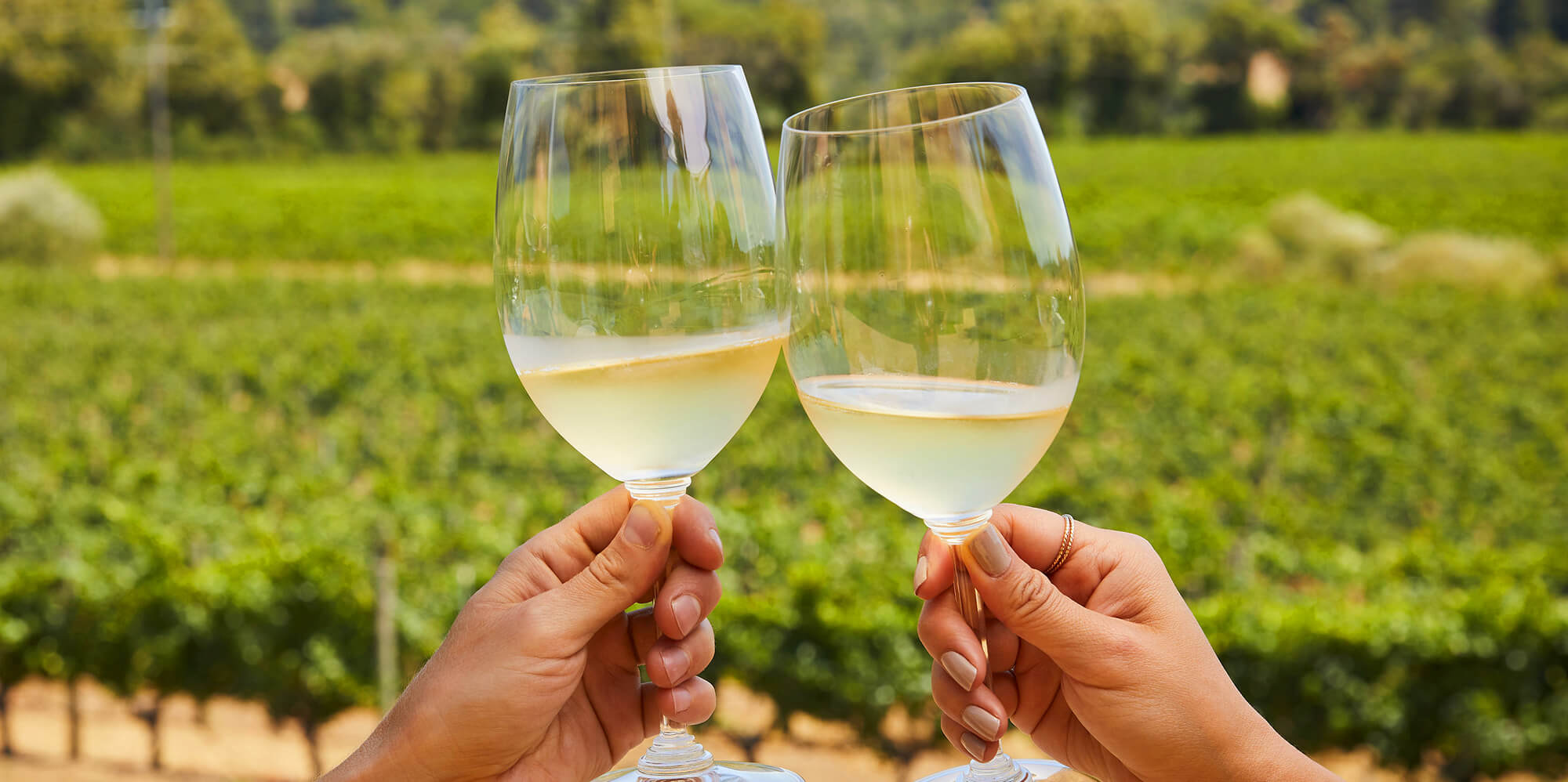 Cheers with two wine glasses clinking in front of a vast green vineyard.